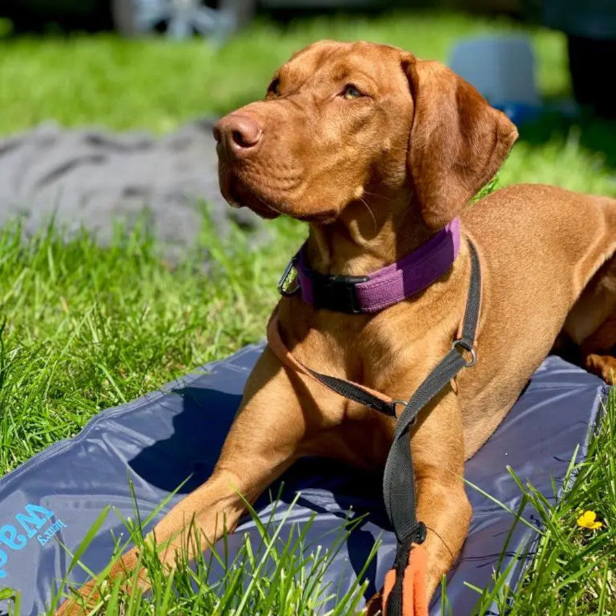 Pet Gel Cooling Mat