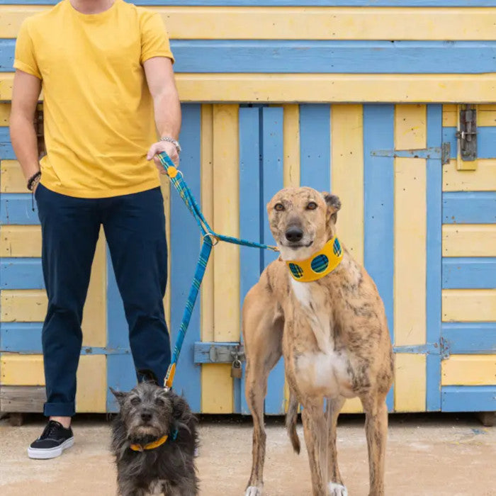 Shuka Blue Hands Free Dog Lead