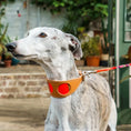 Load image into Gallery viewer, Inca Orange Hound Collar
