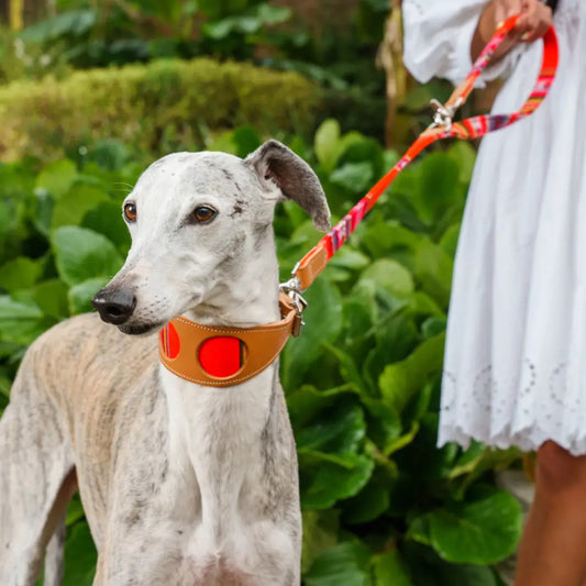 Inca Orange Hound Collar