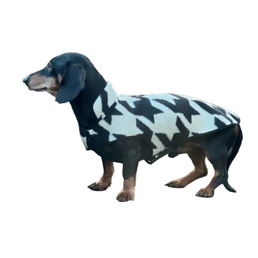 A dachshund wearing a black and white star-patterned dog coat
