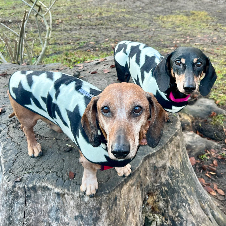Houndstooth Dachshund Coat