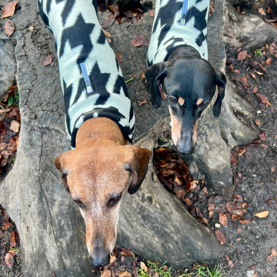 Houndstooth Dachshund Coat