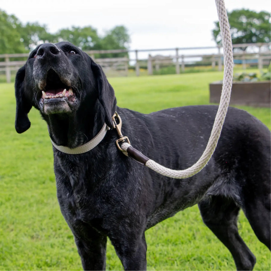 Natural Cotton Rope Lead