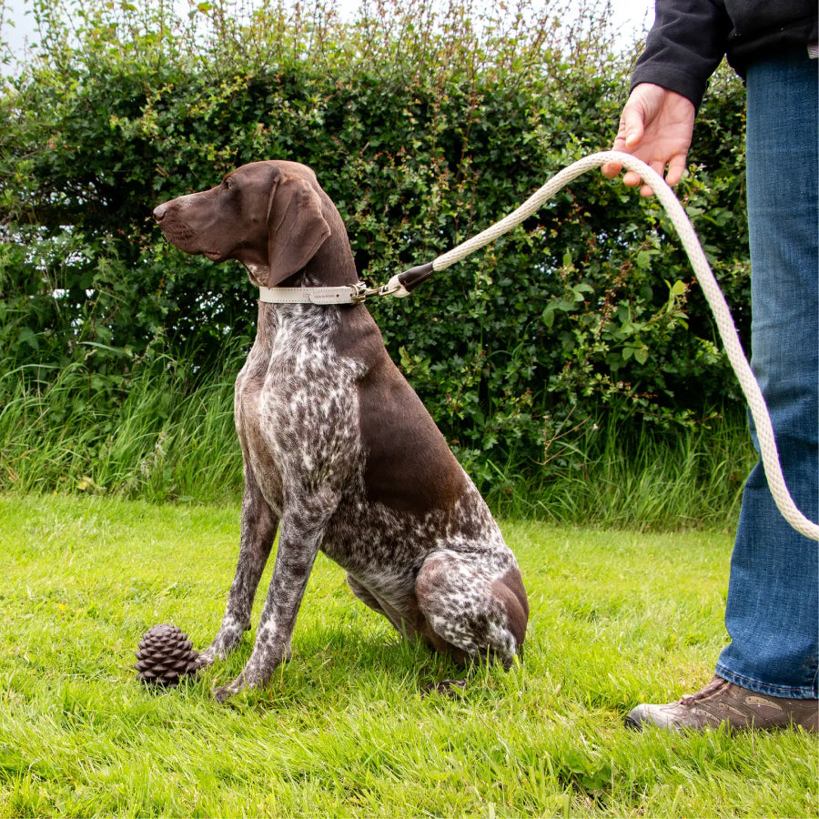 Natural Cotton Rope Lead