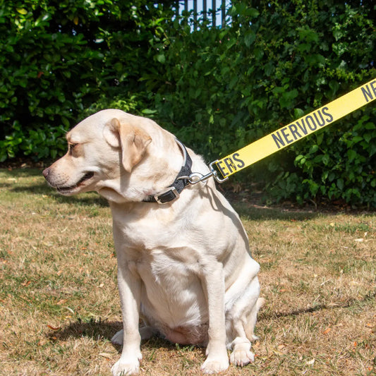 Awareness Training & Safety Dog Lead