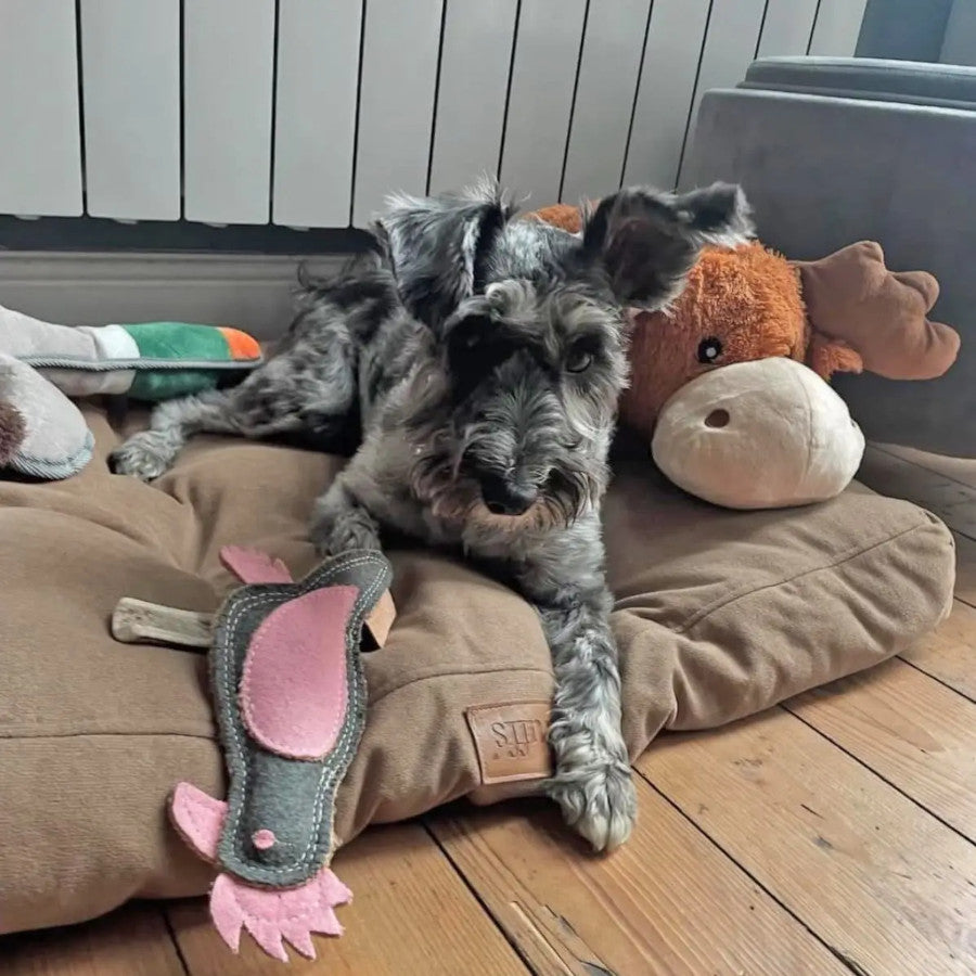 Eco Dog Toy Perry Parrot