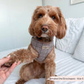 Load image into Gallery viewer, Plaid Adjustable Neck Harness
