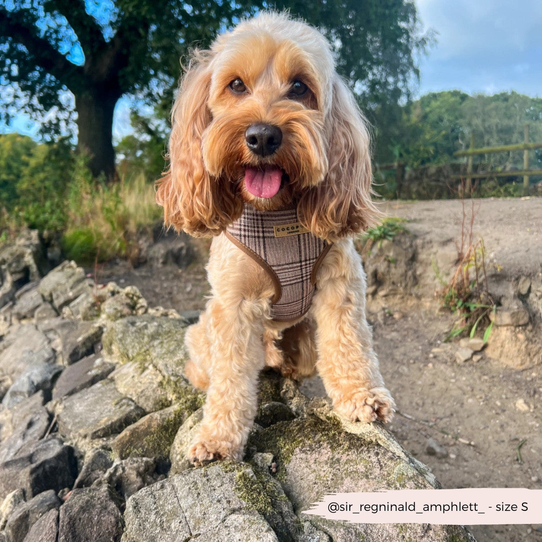 Plaid Adjustable Neck Harness
