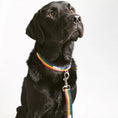 Load image into Gallery viewer, Rainbow Webbing Dog Lead
