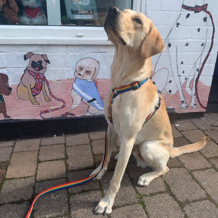 Rainbow Webbing Harness