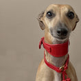 Load image into Gallery viewer, Artisan 03 Sight Hound Collar Red
