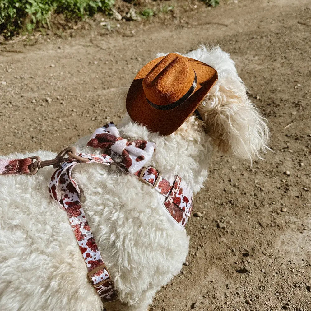 Rodeo Pup Dog Hat