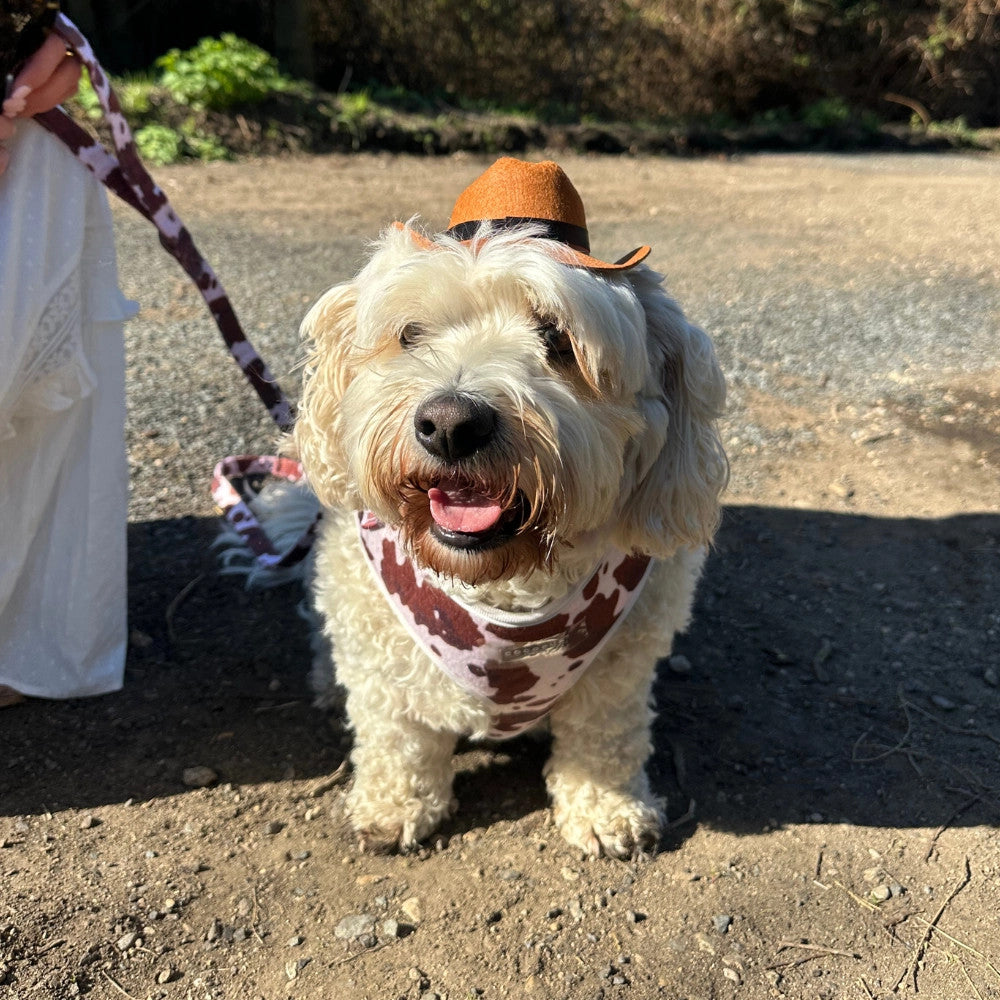 Rodeo Pup Dog Hat