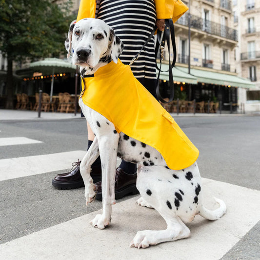Dog Raincoat Toutouciré