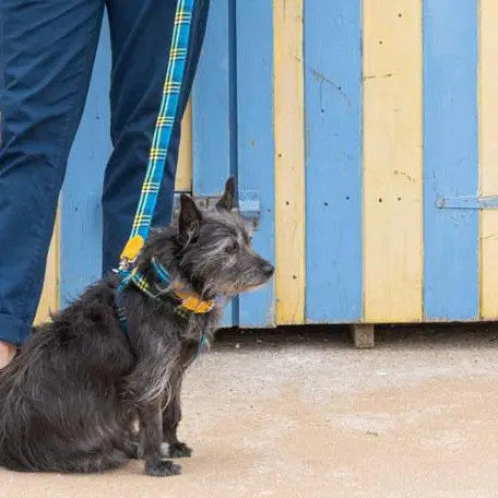 Shuka Blue Collar