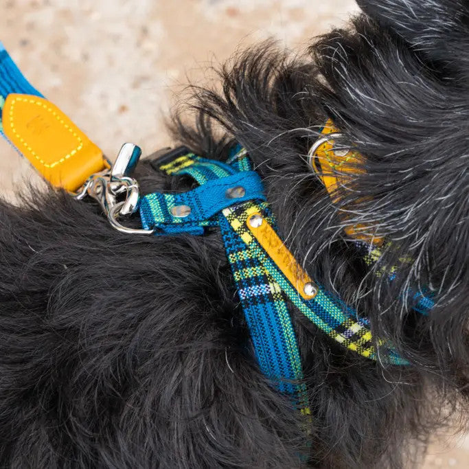 Shuka Blue Harness