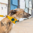 Load image into Gallery viewer, Shuka Blue Hound Collar

