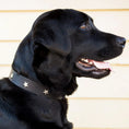 Load image into Gallery viewer, Silver Stars Black Leather Dog Collar

