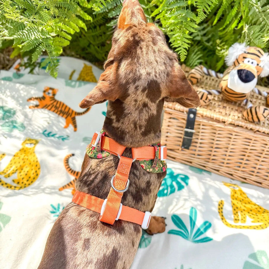 Tiger Adjustable Harness