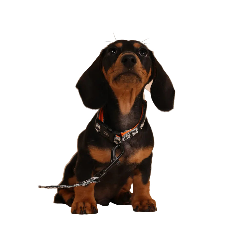 The Flash Collar